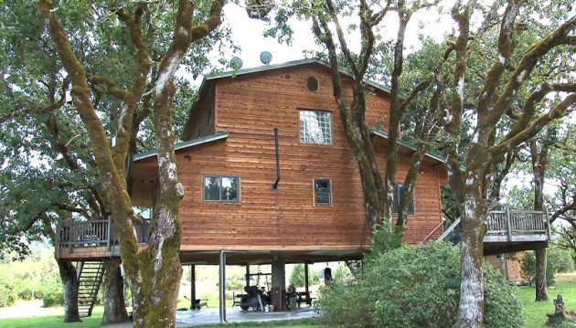 back side of tree house