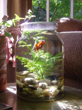 How To Do Decoration Of Fish Aquarium In Your Home